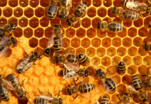As abelhas precisam umas das outras!