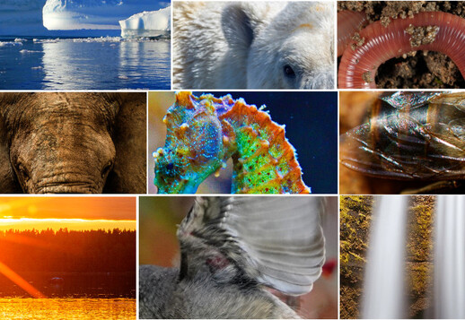 Uma viagem pela natureza Vorschau