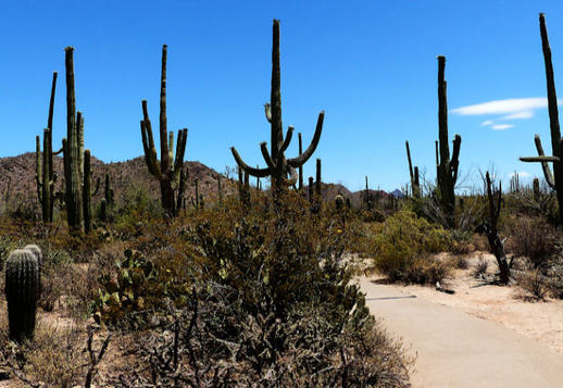 Gigante no deserto Sonora